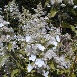 Hydrangea, panicle Kyushu